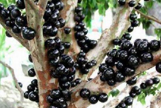 树葡萄酒的功效与作用