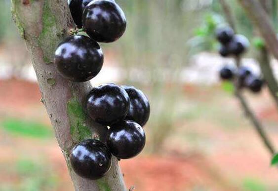 树葡萄酒的功效与作用