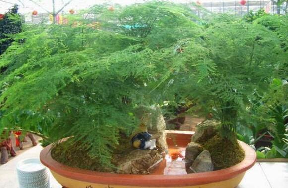 文竹有什么作用与功效 文竹的风水作用