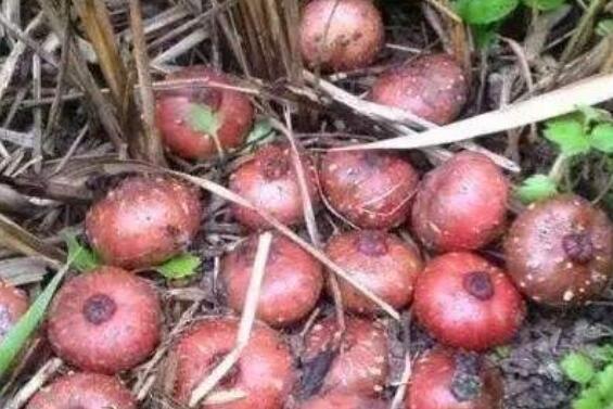 野地瓜根的功效与作用