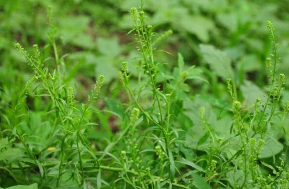 独行菜和臭独行菜的区别 吃独行菜的好处