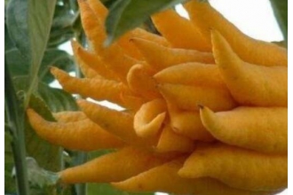 佛手和郁金的区别 佛手的功效与作用