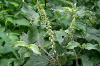 草牛膝的功效与作用及副作用