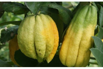 川佛手的功效与作用及禁忌