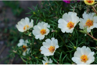 午时花的功效与作用及药用价值