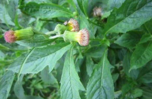 野茼蒿菜的药用价值与副作用