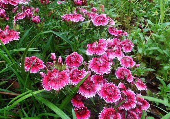 石竹花泡水喝的功效与作用