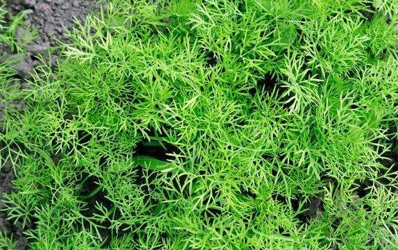 香莳萝的药用价值与副作用
