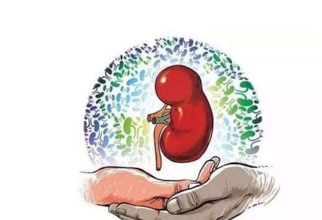 男人养肾最佳10食物