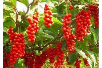 五味子的最大坏处 五味子的副作用与禁忌