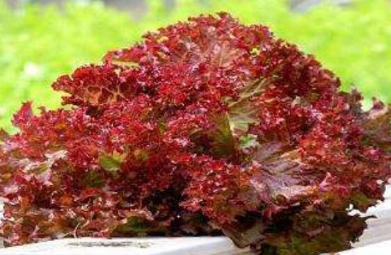 红珊瑚菜的功效与作用