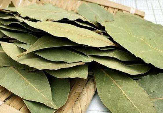 香叶的功效与作用 香叶怎么吃