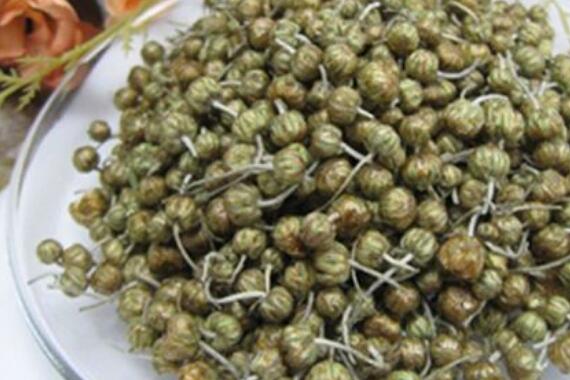 珍珠菊的功效与禁忌 珍珠菊为什么泡不开