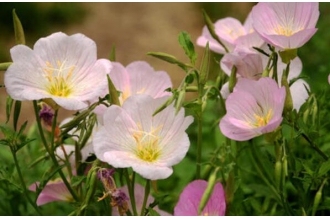 月见草对女性的功效 月见草的食用方法