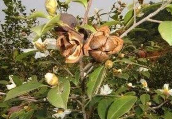 巴马野山茶的功效与作用