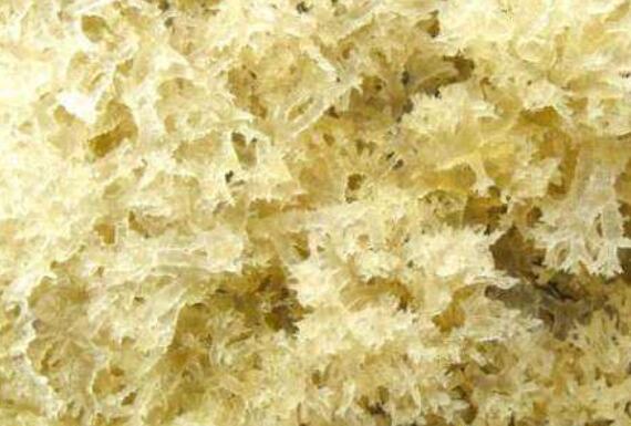 吃竹燕窝的功效与作用