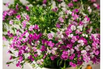 石竹花怎么养 石竹花的养殖方法和注意事项