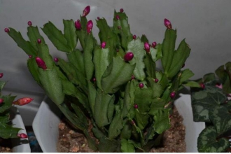 花龙骨的功效与作用及副作用