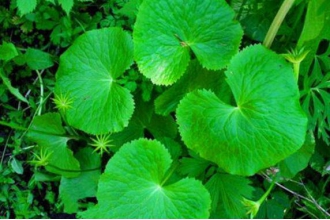 马蹄草的功效与作用 马蹄草的副作用