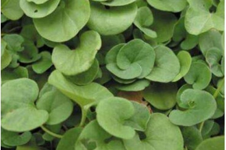 马蹄草怎么吃 马蹄草的常见吃法