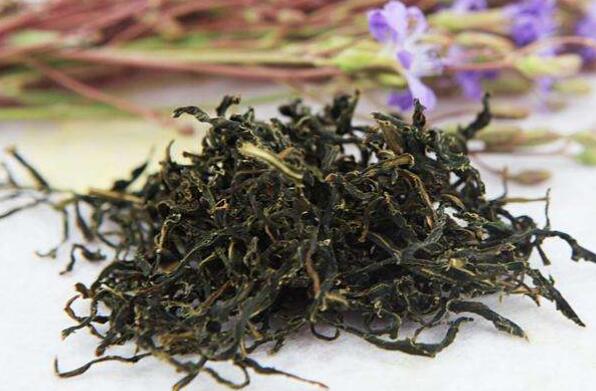 苦菜茶的功效与作用及禁忌症
