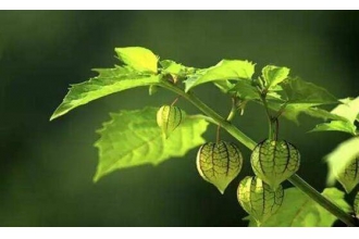 灯笼草什么人不能喝 灯笼草不能与什么同吃