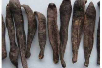 水蛭的副作用与禁忌