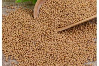 芥菜籽油的药用功效 芥菜籽油有哪些功效与作用