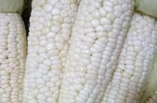 白色糯玉米的功效与作用