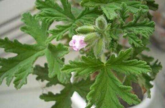 糯香叶的功效与作用