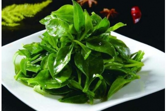 田七菜怎么吃 田七菜的正确吃法