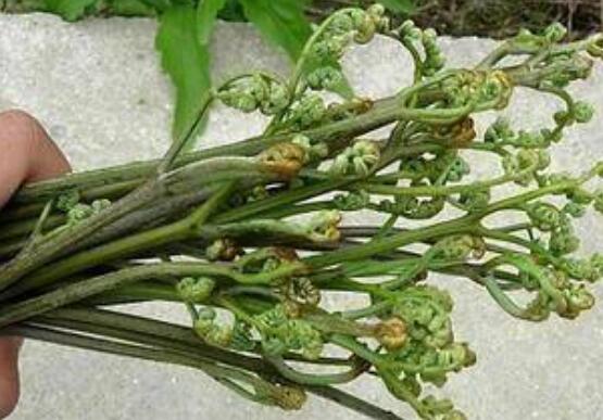 人头蕨的功效与用法