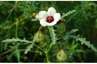 野西瓜花的功效与作用 野西瓜花的药用价值