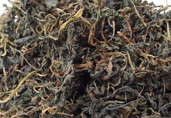 长期喝苦菜茶有副作用吗