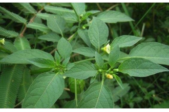 灯笼草怎么养 灯笼草的种植方法