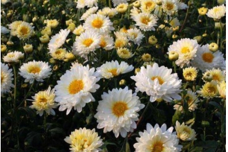 毫菊和杭白菊的区别