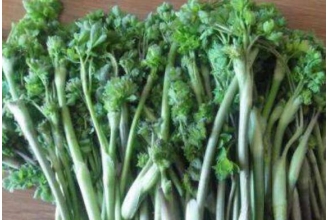 五爪子野菜的功效与作用