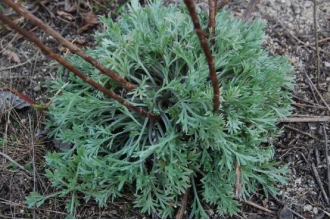 野菜咪咪蒿有什么功效与作用