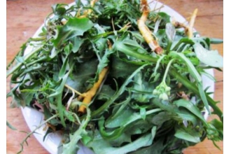 农村清热解毒的野菜有哪些