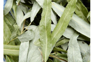 柳叶茶如何做 柳叶茶的最佳制作方法