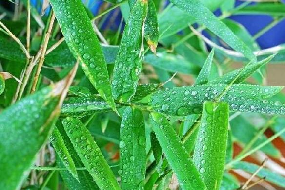 竹叶茶的制作方法