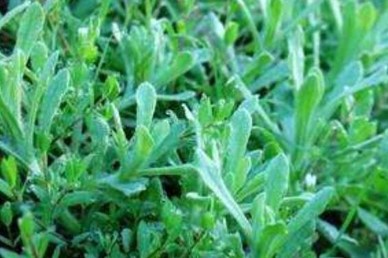 棉花草的功效与作用