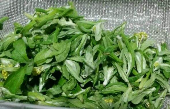 棉花草的功效与作用