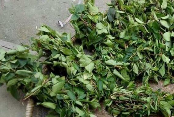 金银花跟艾叶的功效与作用