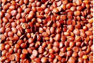 酸枣仁长期喝有啥危害 什么人不适合吃酸枣仁