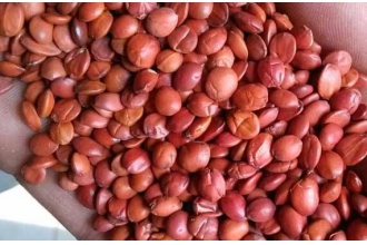 酸枣仁治失眠怎么用 酸枣仁治失眠方法技巧