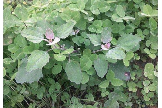 有毒灰菜与灰菜的区别 吃灰菜的好处