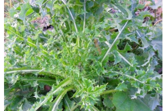 花叶滇苦菜能不能吃 花叶滇苦菜怎么食用