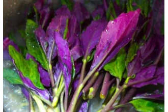 紫色的野菜有哪些 紫色的蔬菜有哪些