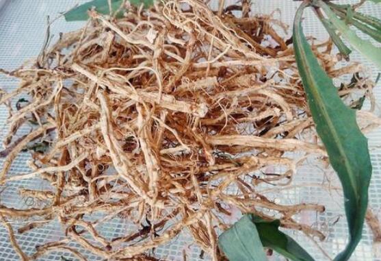 苦菜根茶如何做 苦菜根茶的制作方法